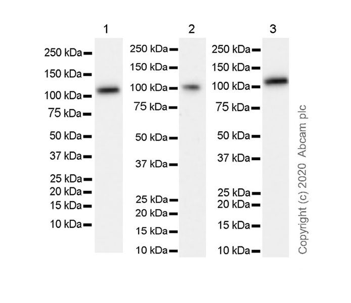 Western blot - Goat Anti-Rat IgG H&L (HRP) (ab205720), expandable thumbnail