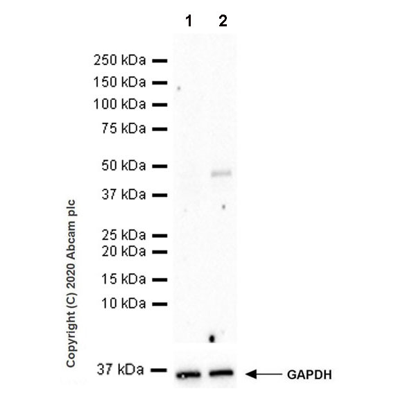 Western blot - Goat Anti-Rat IgG H&L (HRP) (AB205720), expandable thumbnail