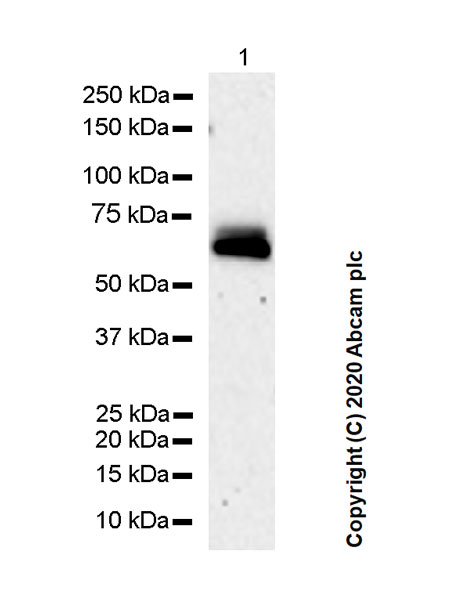 Western blot - Goat Anti-Rat IgG H&L (HRP) (ab205720), expandable thumbnail