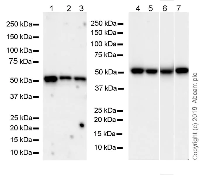 Western blot - Goat Anti-Rat IgG H&L (HRP) (AB205720)