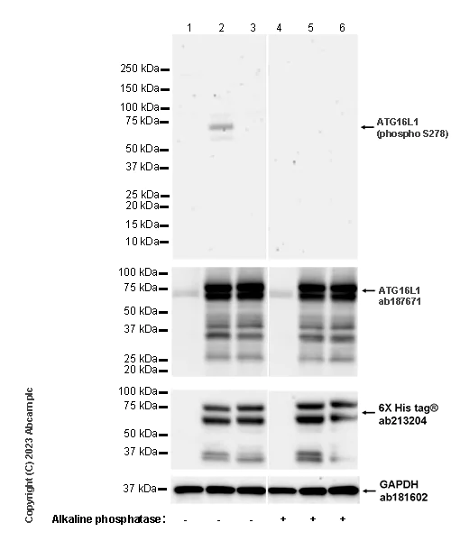 Western blot - Goat Anti-Rat IgG H&L (HRP) (AB205720)