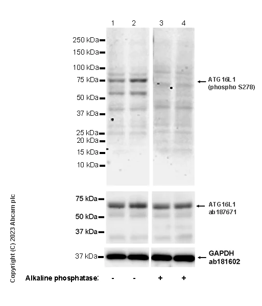 Western blot - Goat Anti-Rat IgG H&L (HRP) (AB205720)