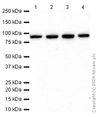 Western blot - Goat Anti-Rat IgG H&L (HRP) (AB205720)