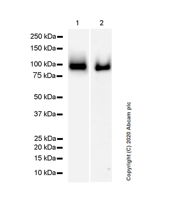 Western blot - Goat Anti-Rat IgG H&L (HRP) (AB205720)
