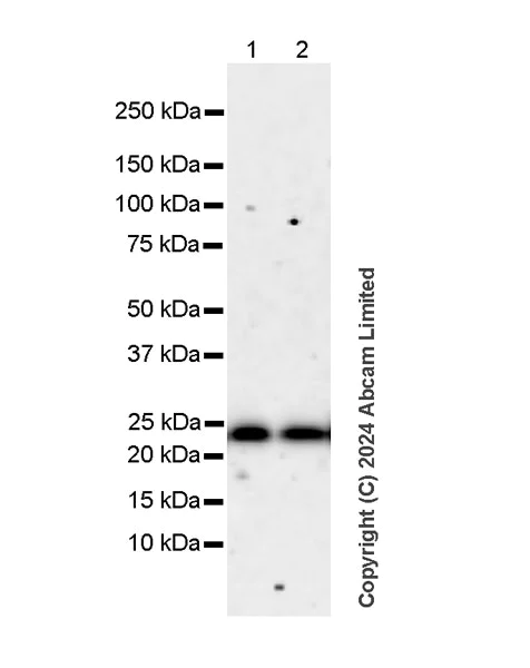 Western blot - Goat Anti-Rat IgG H&L (HRP) (AB205720)