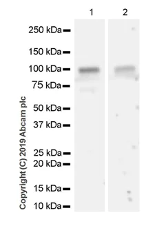 Western blot - Goat Anti-Rat IgG H&L (HRP) (AB205720)