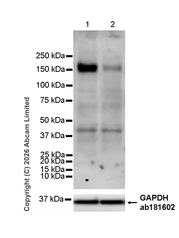 Western blot - Goat Anti-Rat IgG H&L (HRP) (AB205720)