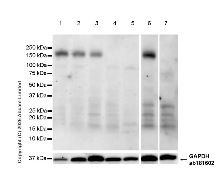 Western blot - Goat Anti-Rat IgG H&L (HRP) (AB205720)