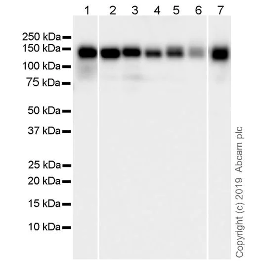 Western blot - Goat Anti-Rat IgG H&L (HRP) (AB205720)