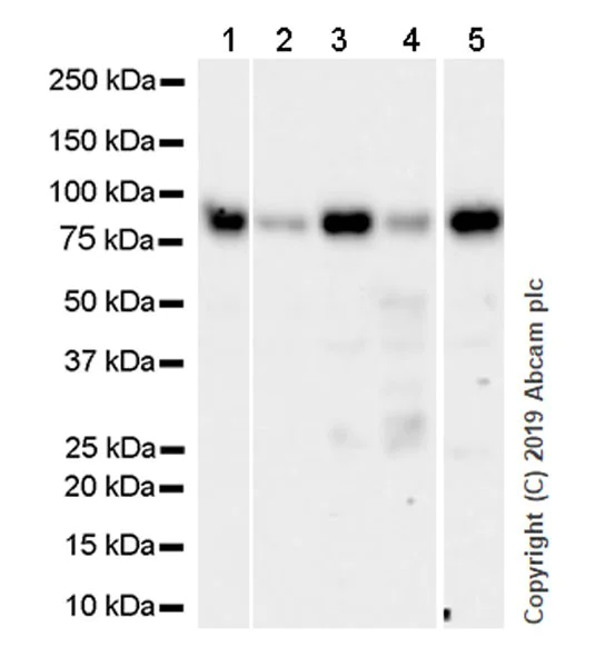 Western blot - Goat Anti-Rat IgG H&L (HRP) (AB205720)