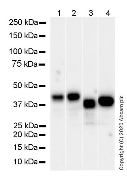 Western blot - Goat Anti-Rat IgG H&L (HRP) (ab205720), expandable thumbnail