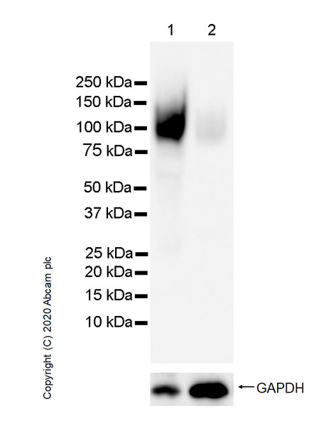 Western blot - Goat Anti-Rat IgG H&L (HRP) (ab205720), expandable thumbnail