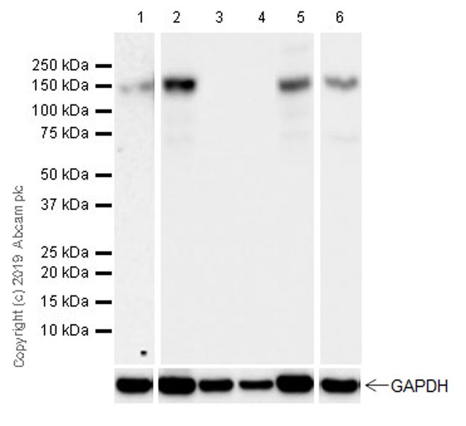 Western blot - Goat Anti-Rat IgG H&L (HRP) (ab205720), expandable thumbnail