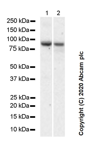 Western blot - Goat Anti-Rat IgG H&L (HRP) (ab205720), expandable thumbnail