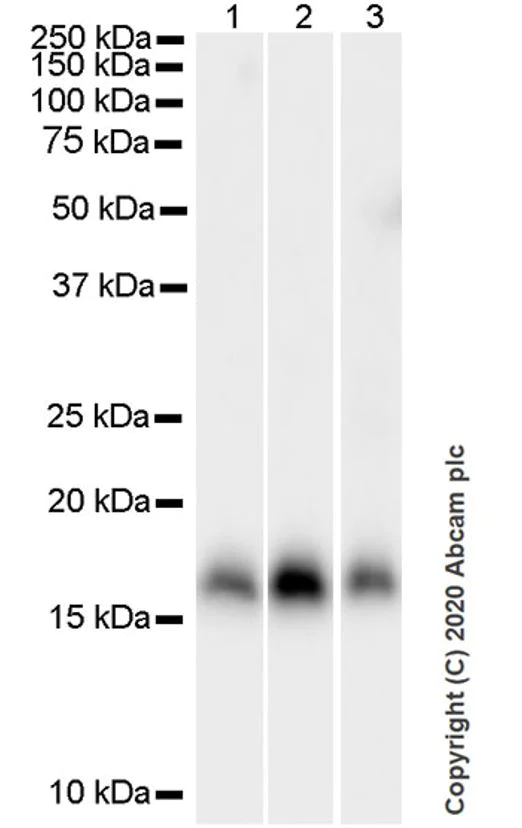 Western blot - Goat Anti-Rat IgG H&L (HRP) (AB205720)