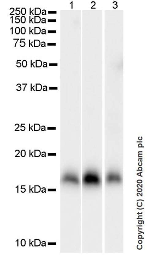 Western blot - Goat Anti-Rat IgG H&L (HRP) (ab205720), expandable thumbnail