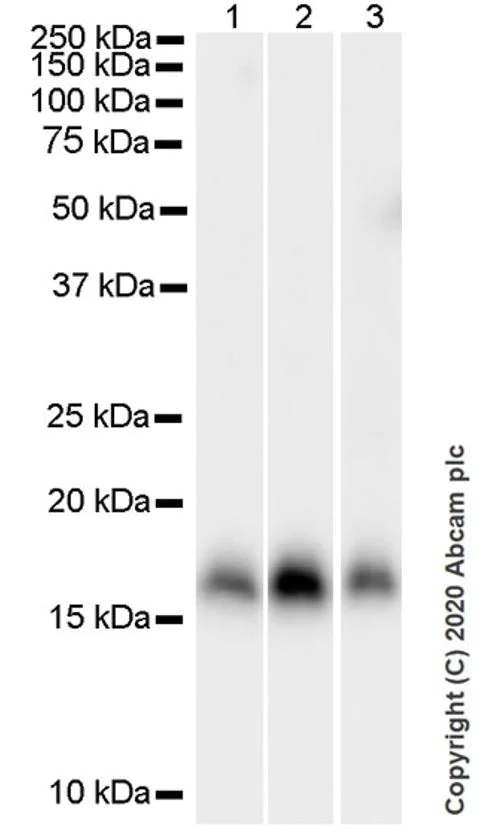 Western blot - Goat Anti-Rat IgG H&L (HRP) (AB205720)