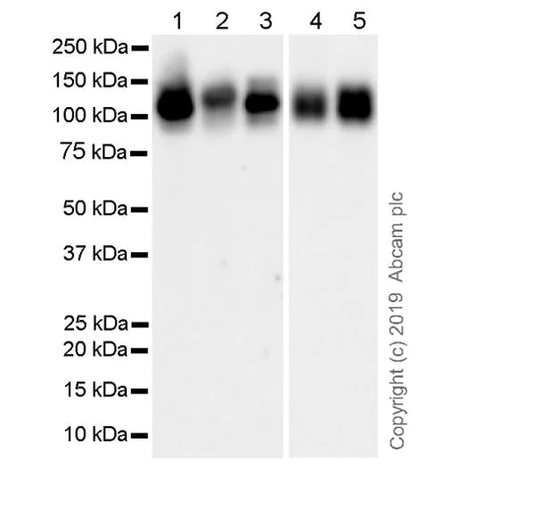 Western blot - Goat Anti-Rat IgG H&L (HRP) (AB205720)