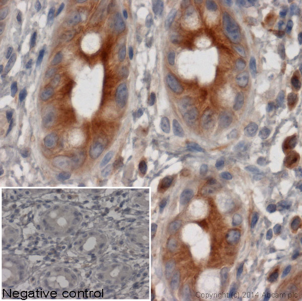 Immunohistochemistry (Formalin/PFA-fixed paraffin-embedded sections) - Goat Anti-Rat IgG H&L (HRP) (AB97057), expandable thumbnail