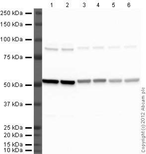 Western blot - Goat Anti-Rat IgG H&L (HRP) (AB97057), expandable thumbnail