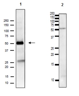 Western blot - Goat Anti-Rat IgG H&L (HRP) (AB97057), expandable thumbnail