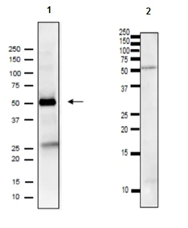 Western blot - Goat Anti-Rat IgG H&L (HRP) (AB97057)
