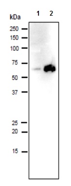 Western blot - Goat Anti-Rat IgG H&L (HRP) (AB97057), expandable thumbnail