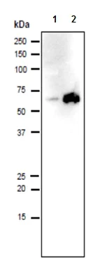 Western blot - Goat Anti-Rat IgG H&L (HRP) (AB97057)