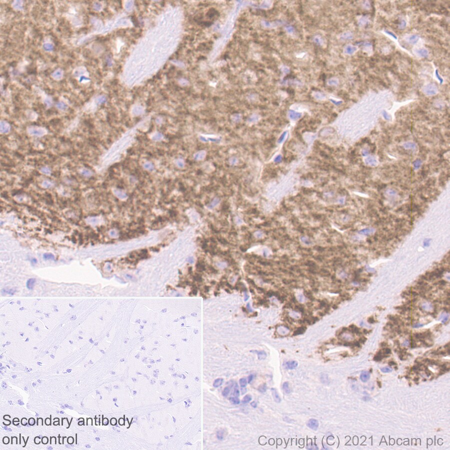 Immunohistochemistry (Formalin/PFA-fixed paraffin-embedded sections) - Goat Anti-Rat IgG H&L (HRP polymer) (ab214882), expandable thumbnail