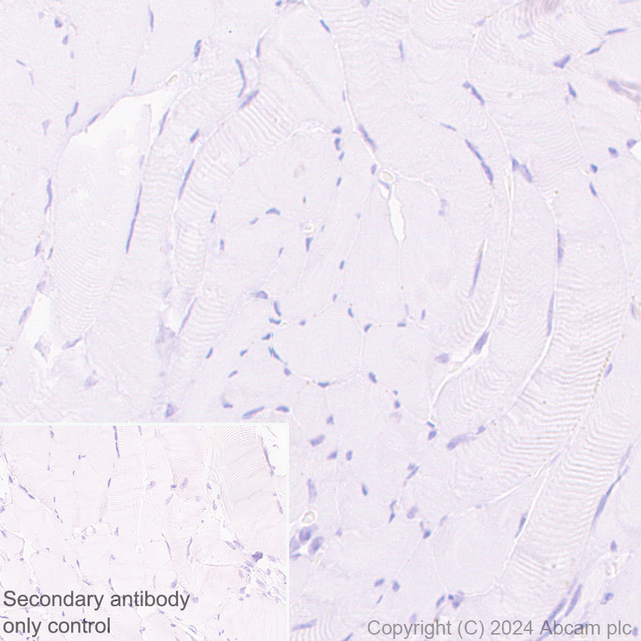 Immunohistochemistry (Formalin/PFA-fixed paraffin-embedded sections) - Goat Anti-Rat IgG H&L (HRP polymer) (ab214882), expandable thumbnail