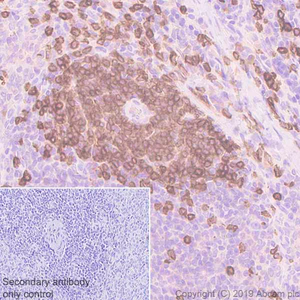 Immunohistochemistry (Formalin/PFA-fixed paraffin-embedded sections) - Goat Anti-Rat IgG H&L (HRP polymer) (AB214882)