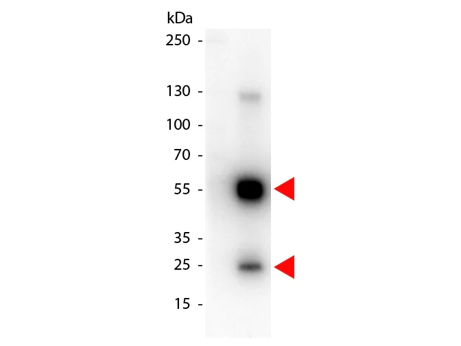 Western blot - Goat Anti-Rat IgG H&L (HRP) preadsorbed (AB7097)