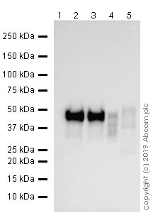 Western blot - Goat Anti-Rat IgG H&L (HRP) preadsorbed (AB7097)