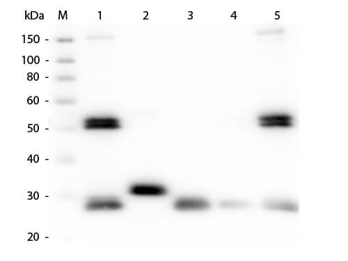 Western blot - Goat Anti-Rat IgG H&L preadsorbed (AB7092), expandable thumbnail