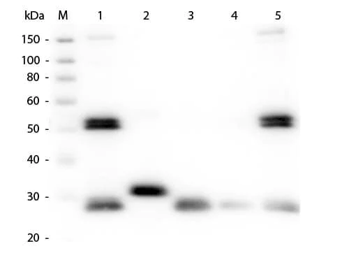Western blot - Goat Anti-Rat IgG H&L preadsorbed (AB7092)