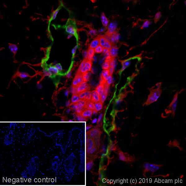 Immunohistochemistry (Formalin/PFA-fixed paraffin-embedded sections) - Goat Anti-Syrian hamster IgG H&L (Alexa Fluor® 488) (AB180063)