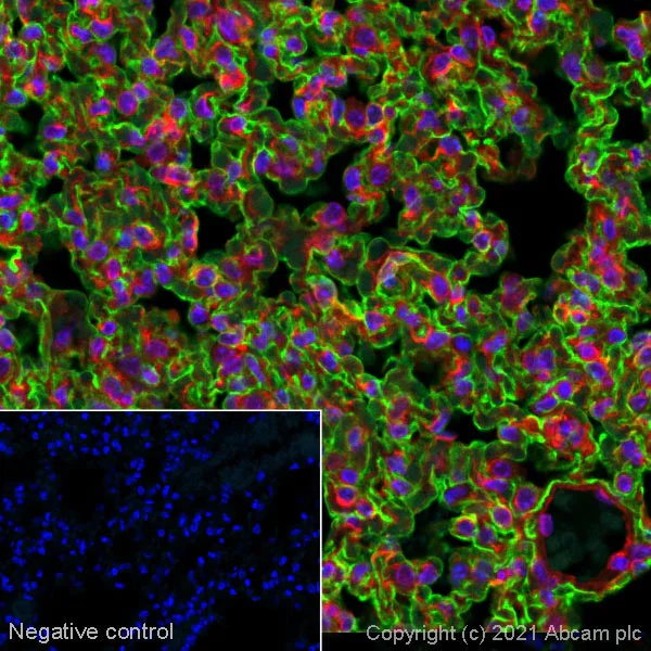 Immunohistochemistry (Formalin/PFA-fixed paraffin-embedded sections) - Goat Anti-Syrian hamster IgG H&L (Alexa Fluor® 488) (AB180063)