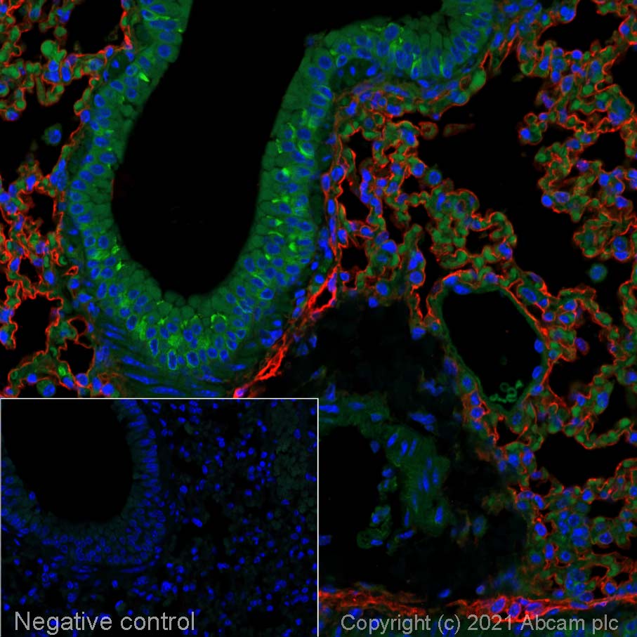 Immunohistochemistry (Formalin/PFA-fixed paraffin-embedded sections) - Goat Anti-Syrian hamster IgG H&L (Alexa Fluor® 647) (AB180117), expandable thumbnail