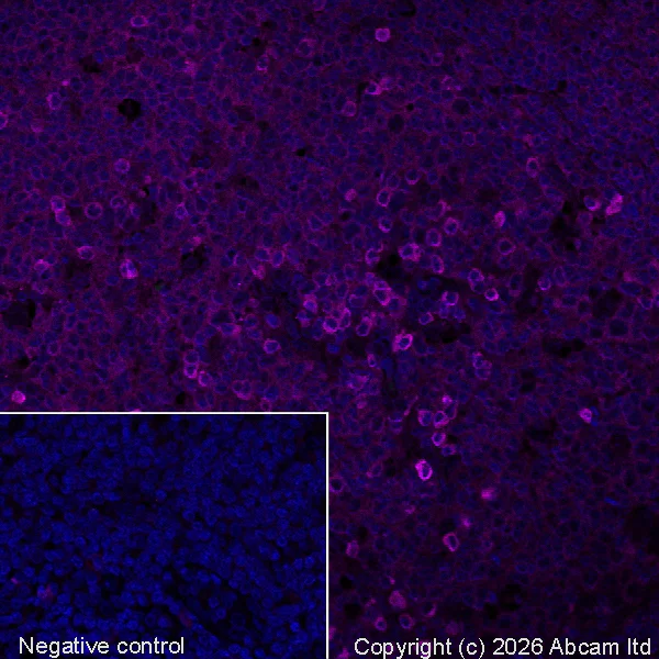 Immunohistochemistry (Formalin/PFA-fixed paraffin-embedded sections) - Goat Anti-Syrian hamster IgG H&L (Alexa Fluor® 647) (AB180117)