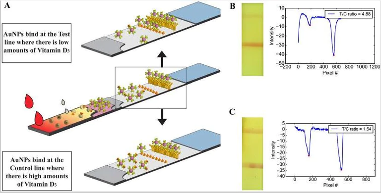 Lateral flow assay - Gold Conjugation Kit (40nm, 20 OD) (AB154873)