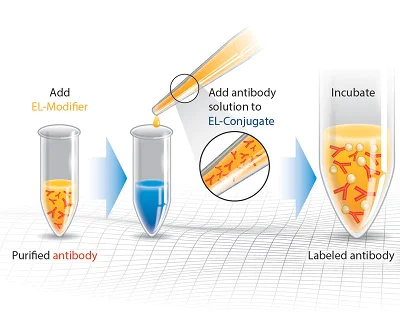 Conjugation - Gold Conjugation Kit (80nm, 20 OD) (AB154876)