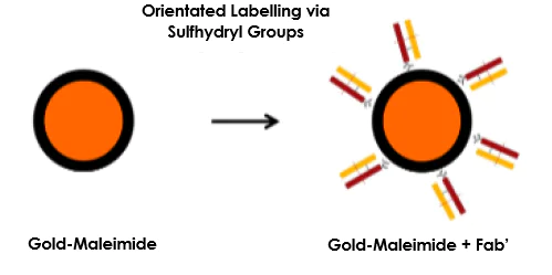 Conjugation - Gold-Maleimide Conjugation Kit (10nm, 20 OD) (AB269903)