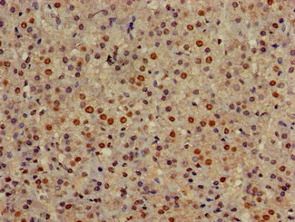 Immunohistochemistry (Formalin/PFA-fixed paraffin-embedded sections) - Anti-GOLGA3 antibody (AB223043)