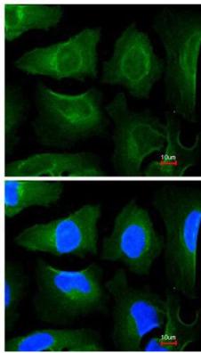 Immunocytochemistry/ Immunofluorescence - Anti-GOLGA3 antibody (AB96080)
