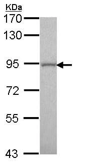 Western blot - Anti-GOLGA5/Golgin-84 antibody (AB155806)