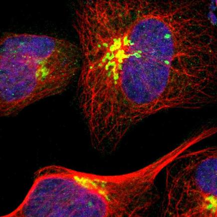 Immunocytochemistry/ Immunofluorescence - Anti-GOLGA5/Golgin-84 antibody (AB224040), expandable thumbnail