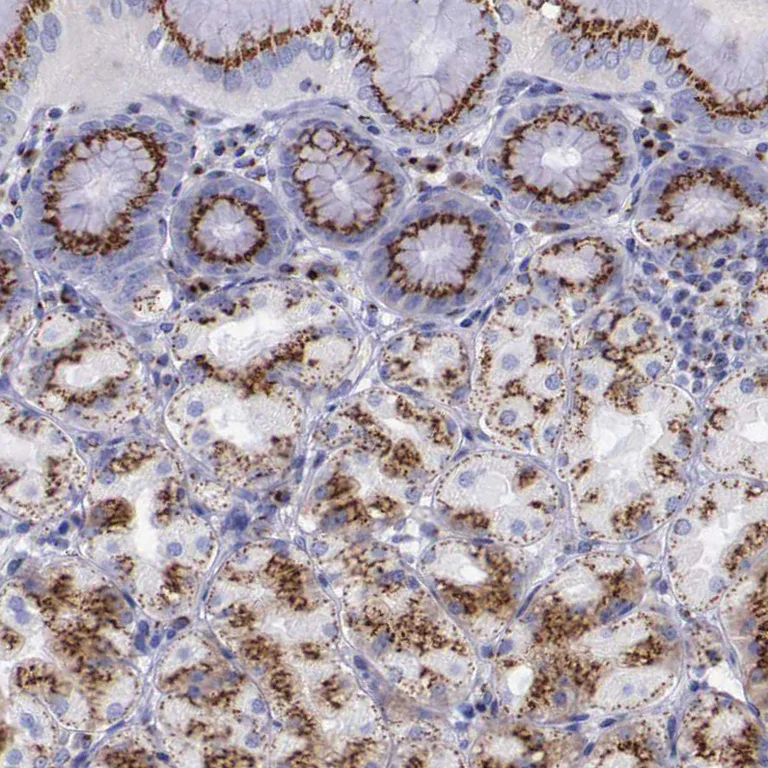 Immunohistochemistry (Formalin/PFA-fixed paraffin-embedded sections) - Anti-GOLGA5/Golgin-84 antibody (AB224040)