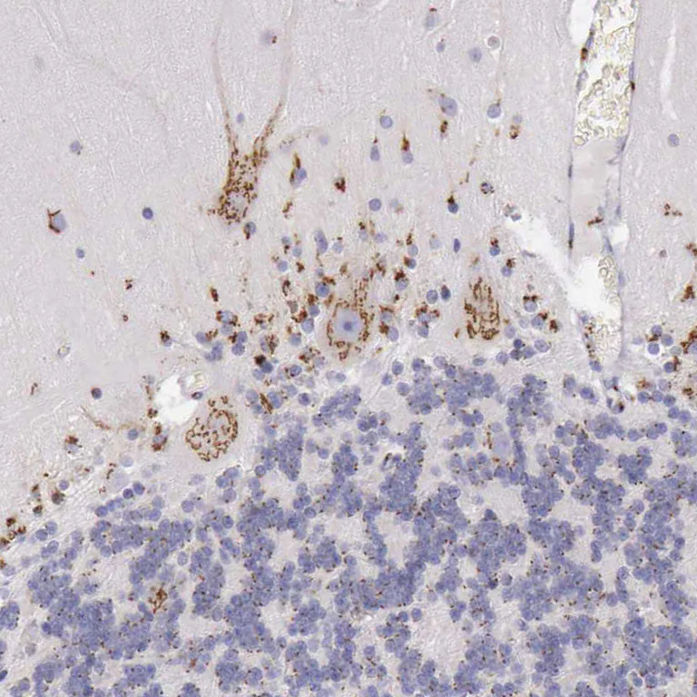 Immunohistochemistry (Formalin/PFA-fixed paraffin-embedded sections) - Anti-GOLGA5/Golgin-84 antibody (AB224040)