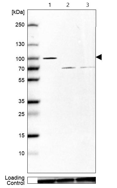 Western blot - Anti-GOLGA5/Golgin-84 antibody (AB224040), expandable thumbnail