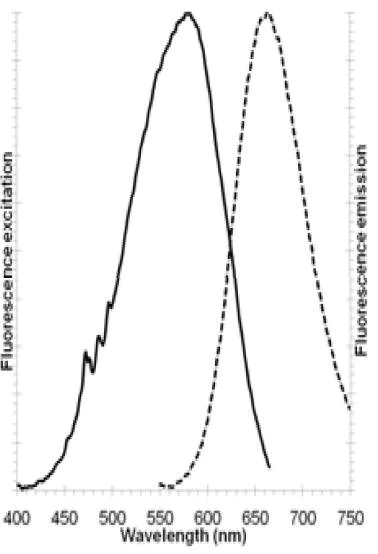 Fluorescence Microscopy - Golgi/ER Staining Kit - Cytopainter (AB139485)